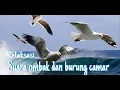 Download Lagu Suara ombak dan burung camar pagi hari