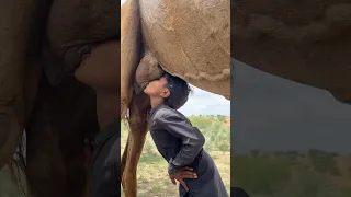 الرجل يشرب حليب الناقة من ضرعها وكأنه ابنها الصغير 