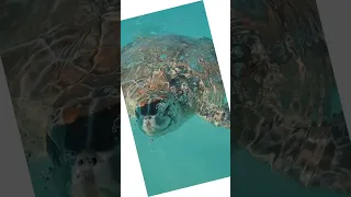 Epic Honu Time Adventure