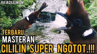 masteran burung cililin gacor jernih super ngotot raja cililin idn