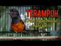 SUARA MURAI BETINA HUTAN PANGGIL JANTAN suara pikat murai batu betina paling ampuh