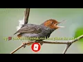 Download Lagu Top 💯 suara burung prenjak buat pikatan dan masteran