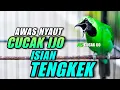 Download Lagu PANCINGAN CUCAK IJO ISIAN TENGKEK UDANG COCOK BUAT TERAPI DAN DONGKRAK EMOSI IJO LAIN AGAR JAMTROK