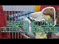 Rescuing 2 new Budgies of craigslist Vlog Rehabbing 2 parrots Unexpected Rescue