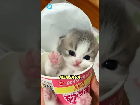 Kenapa Kucing Lebih Suka Tidur di KARDUS? Ini Alasannya!