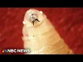 Download Lagu First human case of screwworm parasite found in U.S. in person who traveled to El Salvador