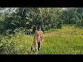 Download Lagu #kawihsunda#lagusunda#kacapisunda#mangkoko IMUT MALATI - MANG KOKO (COVER JAY K)