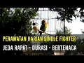 Perawatan Harian Lovebird Single Fighter Jeda Rapat, Berdurasi dan Gacor