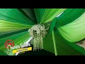 Download Lagu sholawat koplo cek sound buat hajatan habis magrib sampai isya