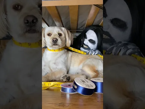 Monster makes cute dog outfit 🐶