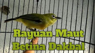 Download PLECI BETINA DAKUN BALI (DAKBAL) MENCARI PLECI JANTAN MP3