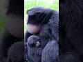 Download Lagu NYANYIAN KERA SIAMANG