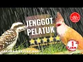 Download Lagu pelatuk gacor - masteran jawara cucak jenggot terbaik