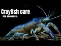 Crayfish Care 101 Expert Tips for Beginners