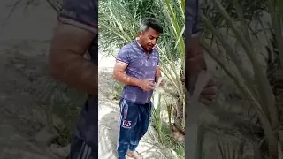 معالجة مراض تصاقط ثمار النخيل في العراق 