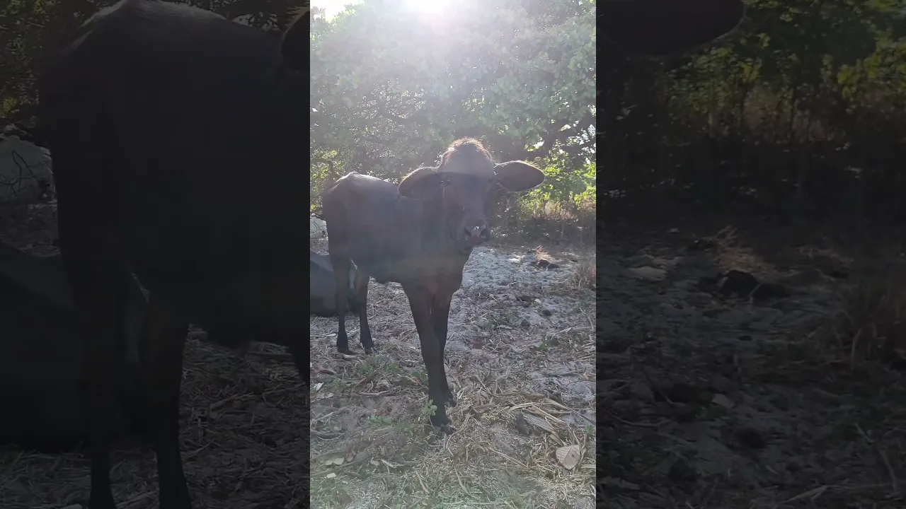 Do you Love This OX?