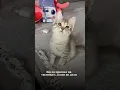 Download Lagu Когда обманули Кота и он расстроился! 😆