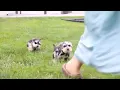 Miniature Schnauzer Puppies for Sale