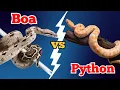 Who Wins in the Ultimate Snake Showdown Boa or Python