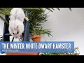 Everything About the Winter White Dwarf Hamster