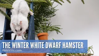 Everything About the Winter White Dwarf Hamster