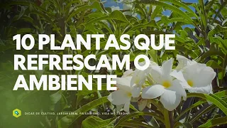 10 PLANTAS que REFRESCAM O AMBIENTE