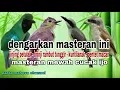 Download Lagu Kompilasi Suara Burung Masteran Jinjing petulak - Brinji tunggir - Kuntilanak - Pentet macan