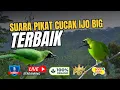 Download Lagu Suara pikat cucak ijo TERS4D1S gerombolan cak ijo berdatangan‼️