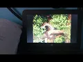 Download Lagu Bebe Lilly la jungle des animaux