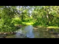 Download Lagu Geluiden van de natuur, zingende vogels, geluiden van bossen, voor ontspanning, slaap, meditatie