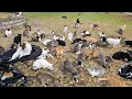 Download Lagu De man die alle katten in de stad voedt met het eten dat hij in een kinderwagen laadt.