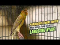 Download Lagu kenari gacor ngerol panjang AMPUH,, PANCINGAN KENARI AGAR NYAUT JADIKAN BURUNG KENARI GACOR NYAUT