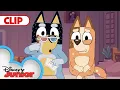 It s Show Time Bluey disneyjr