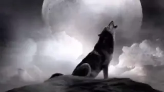 صوت الديب ده البداية للكل جديد 