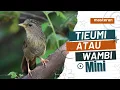 Download Lagu Tieumi  hwamei wambi mini suara lantang ngerol gacor!!!