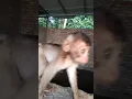 Suara moyet