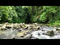 Download Lagu 1 menit relaksasi Suara Air Dan Suara Burung Liar Di Alam Untuk Relaksasi | No Copyright Video