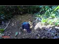 Download Lagu Jungle Survival:🏹🔥🪓Digging Frantically For a Tuber That Only Comes Once A Year | Sumatra's Instincts