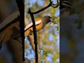 Download Lagu Burung | Suara Asli | Rufous Treepie | Burung Harimau