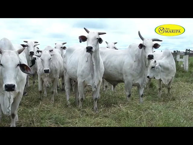 PACOTE 01 AGRO MARIPÁ 