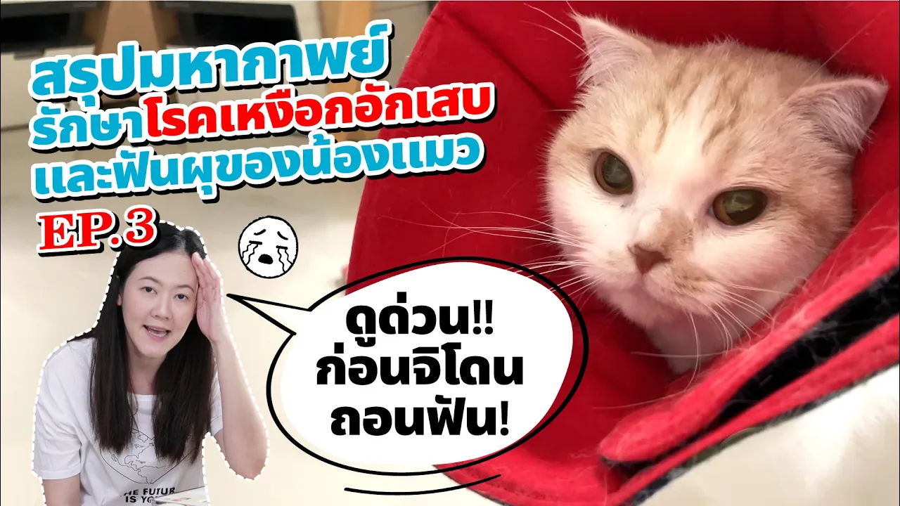 มหากาพย์การรักษาโรคเหงือกอักเสบและฟันผุของน้องแมว | ดูให้ครบทั้ง 3 EP ก่อนน้องจิโดนถอนฟัน!