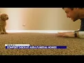 Comfort dogs at funeral homes