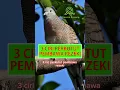 Download Lagu 3 Ciri Burung Perkutut Pembawa Rezeki #shorts #perkutut #disentraburung #birds #burung #bird #viral
