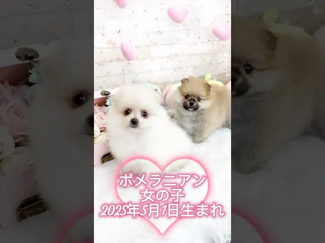 動画