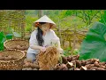Download Lagu 1000 Pounds of Taro in One Day: How Many Giant Taro Roots She Pulled from the Ground in One Morning