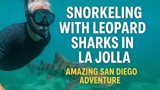 Snorkeling with Leopard Sharks in La Jolla | Amazing San Diego Adventure