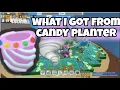 candy planter what i got from stump field - bee swarm simulator