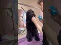 Reality of a puppies first haircut