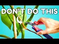 You re Probably Killing Your Monstera