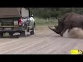Download Lagu Angry Rhino Bull Charge Cars In Kruger National Park